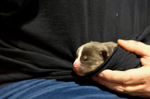 Carmichael- Nuggets Litter