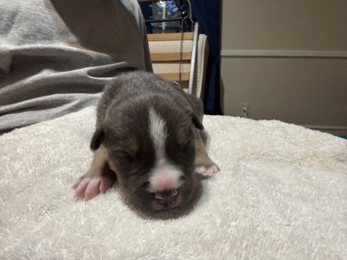 Carmichael- Nuggets Litter photo 2