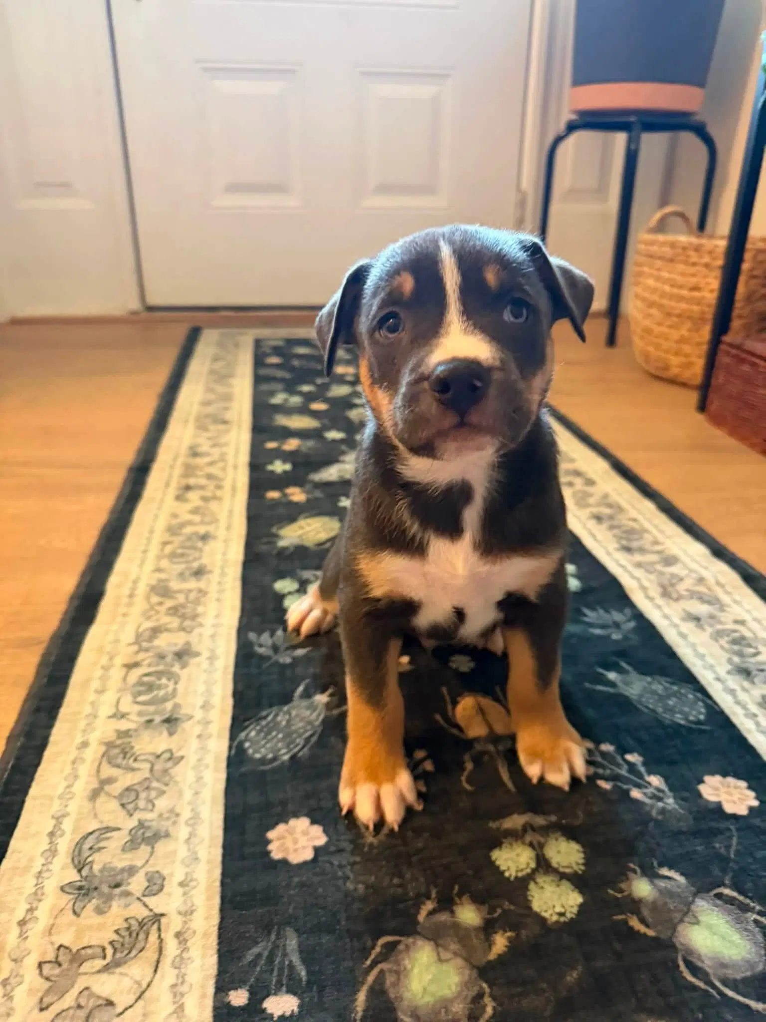 Carmichael- Nuggets Litter image 3
