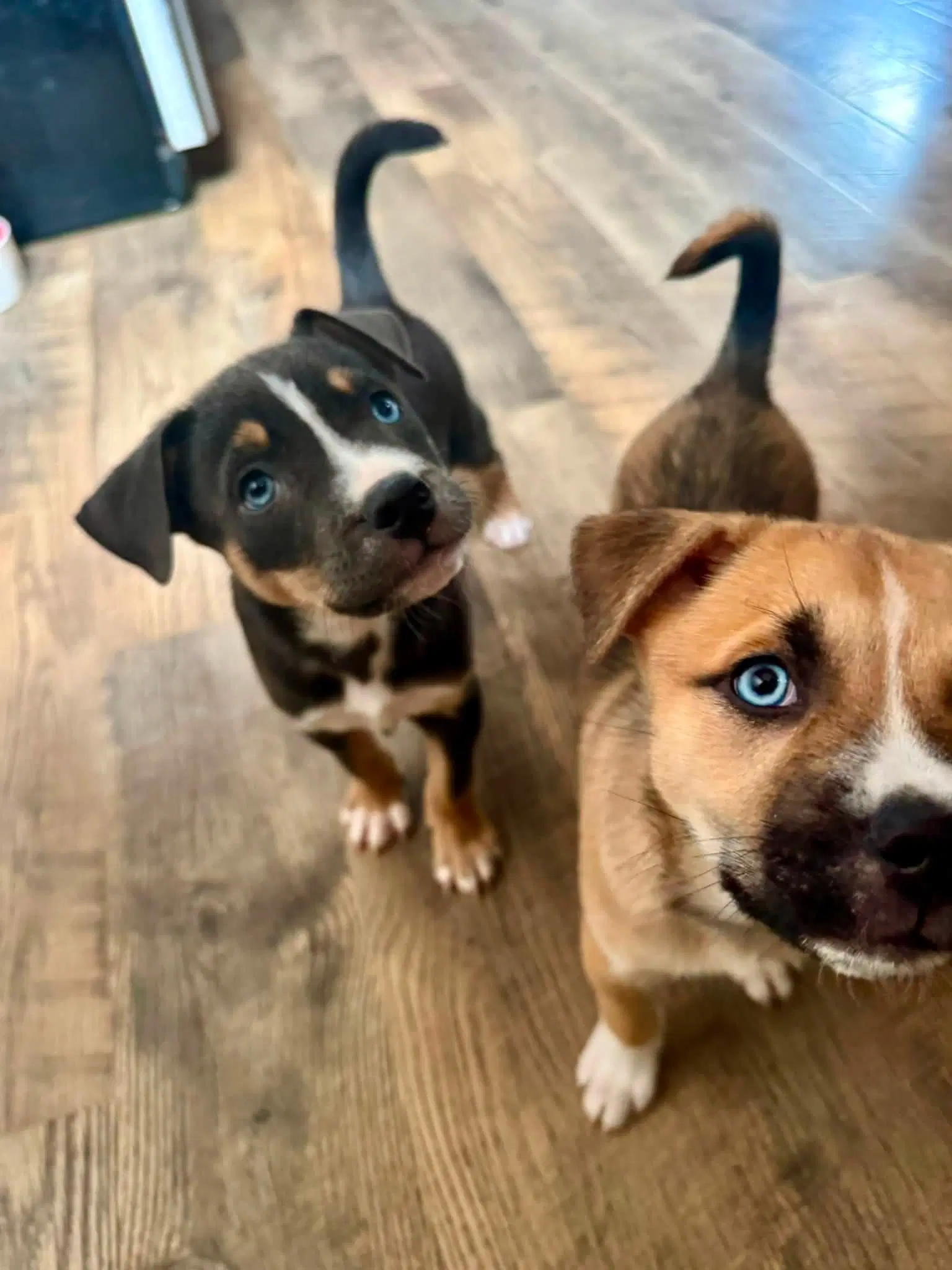 Carmichael- Nuggets Litter image 4