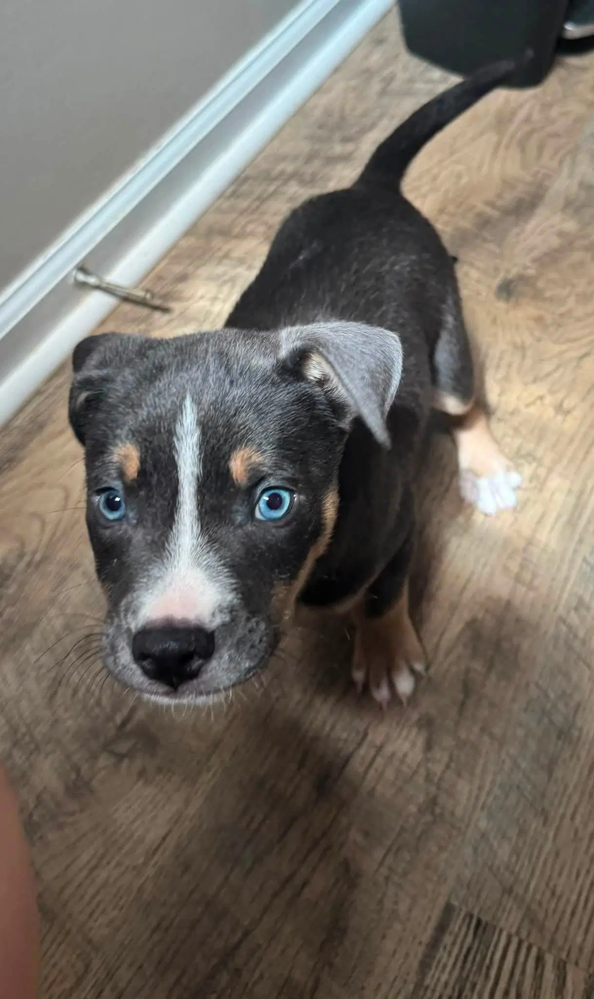 Carmichael- Nuggets Litter image 2