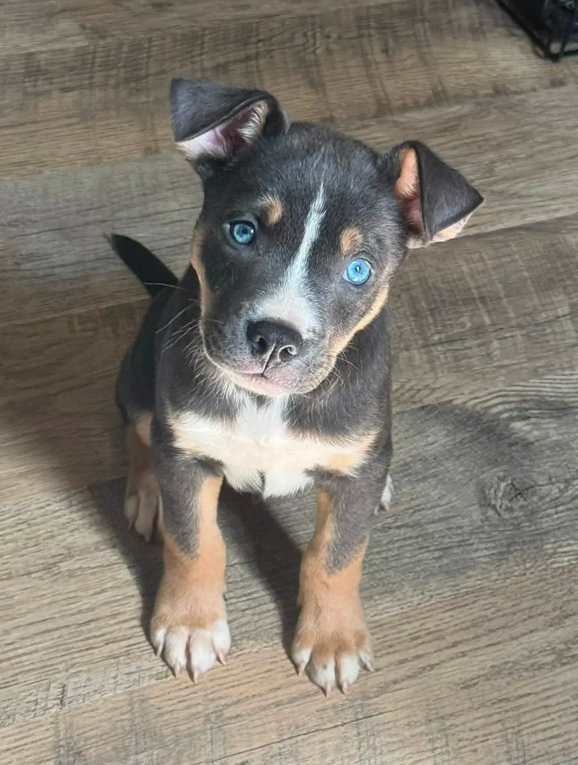 Carmichael- Nuggets Litter - American Staffordshire Terrier