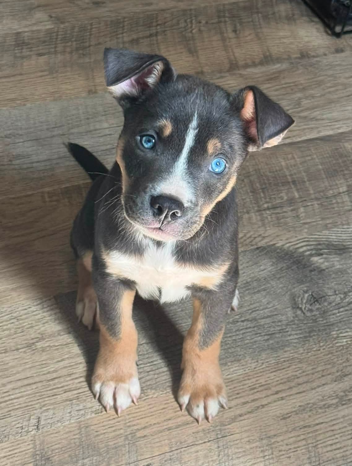 Carmichael- Nuggets Litter