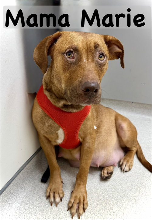 picture of the dog needing adoption