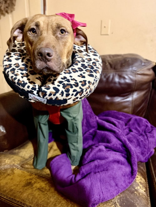 Mama Marie, a dog for adoption from Pawfect Match Rescue