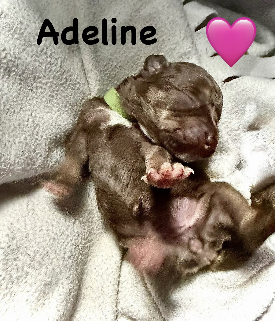 Adeline- Belles & Beau Litter