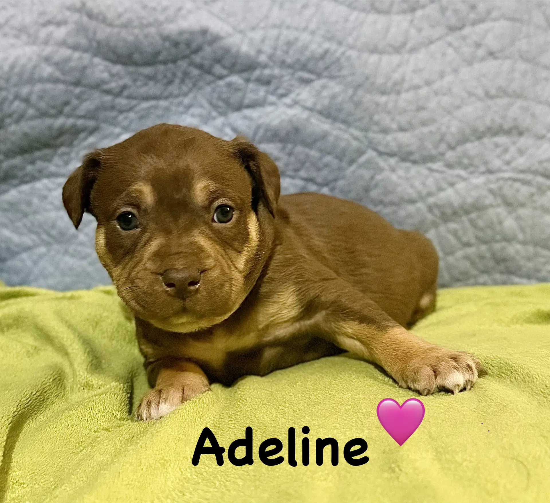 Adeline - Staffordshire Bull Terrier