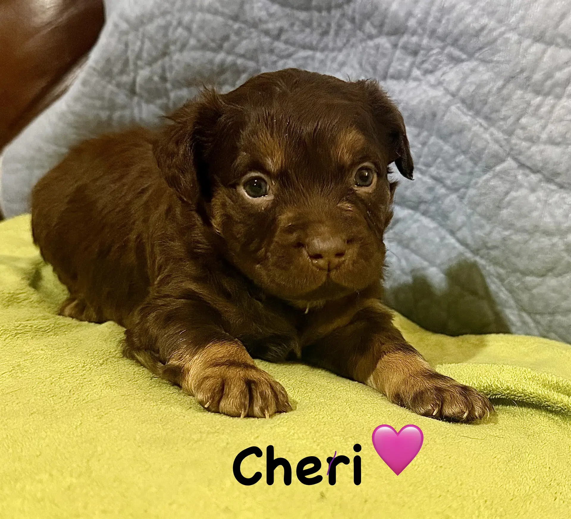 Cheri - Staffordshire Bull Terrier