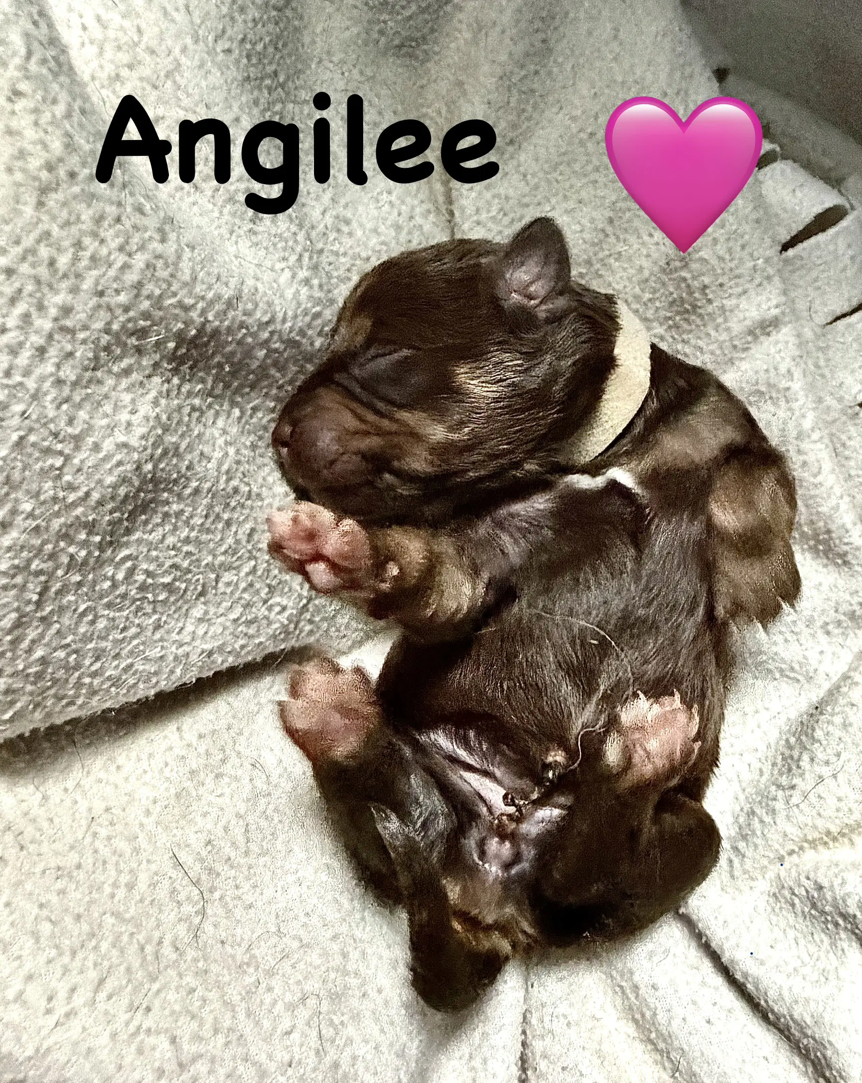 Angilee image 3