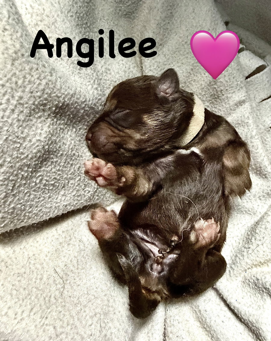 Angilee- Belles & Beau Litter