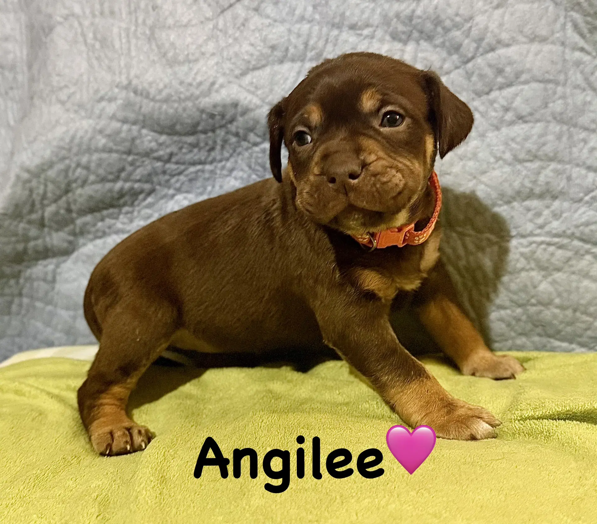 Angilee - Staffordshire Bull Terrier