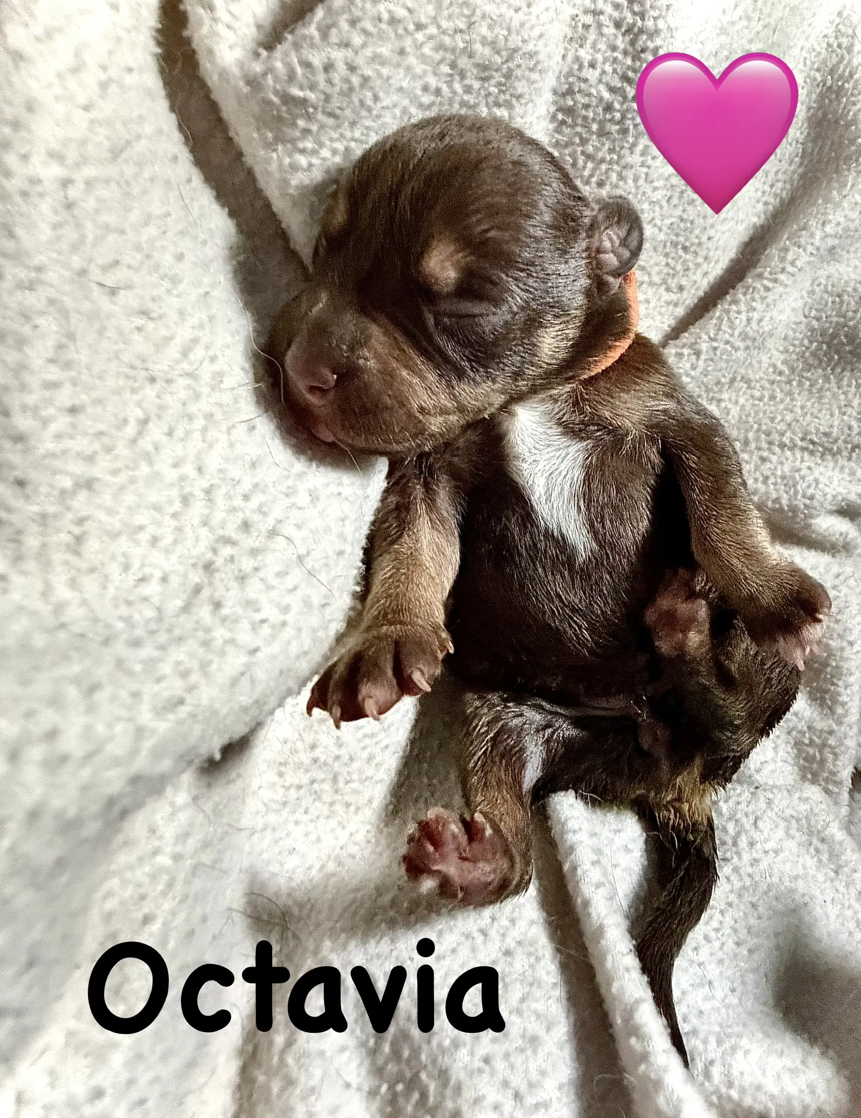 Octavia image 3