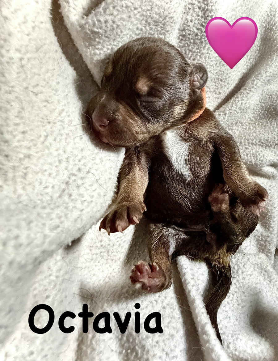Octavia- Belles & Beau Litter