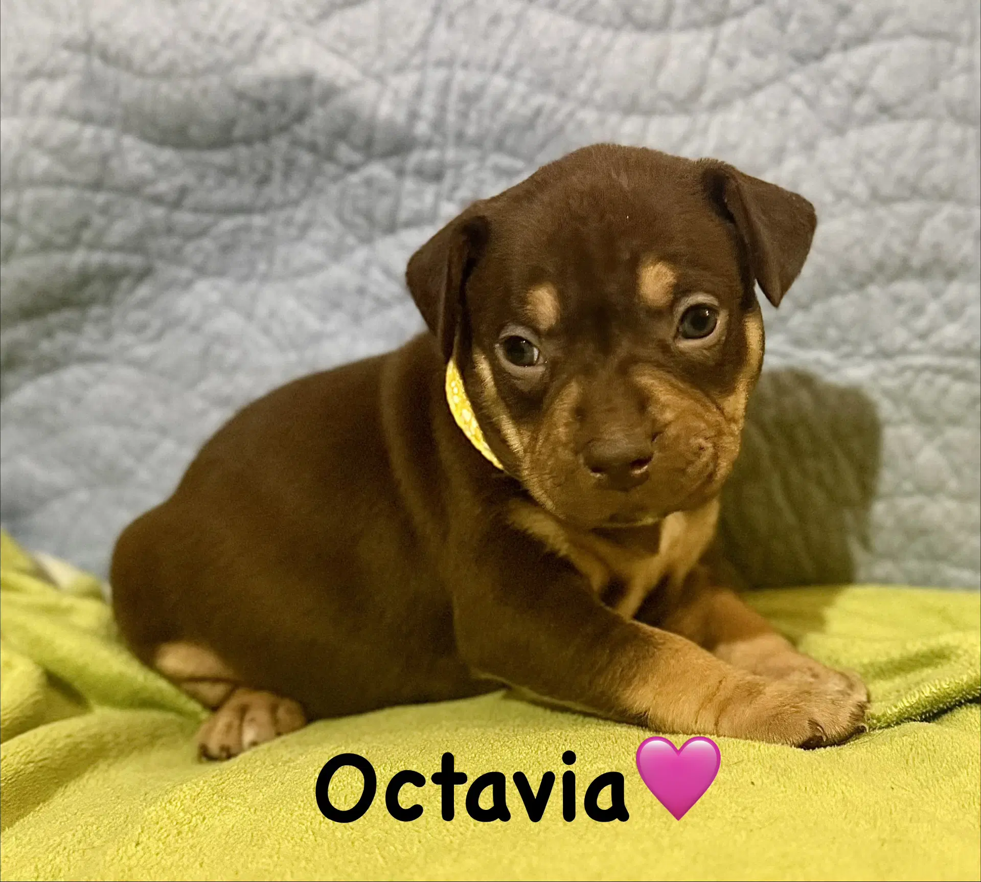 Octavia - Staffordshire Bull Terrier