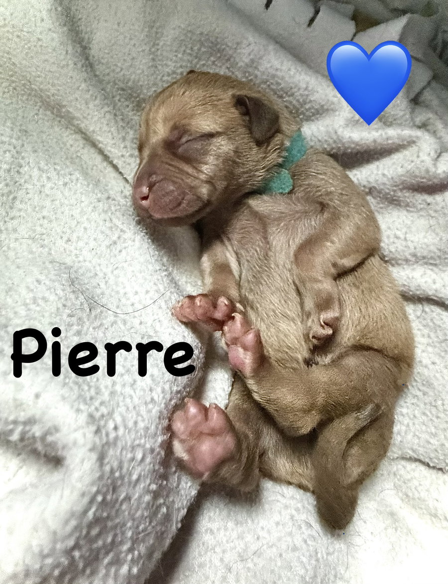 Pierre- Belles & Beau Litter