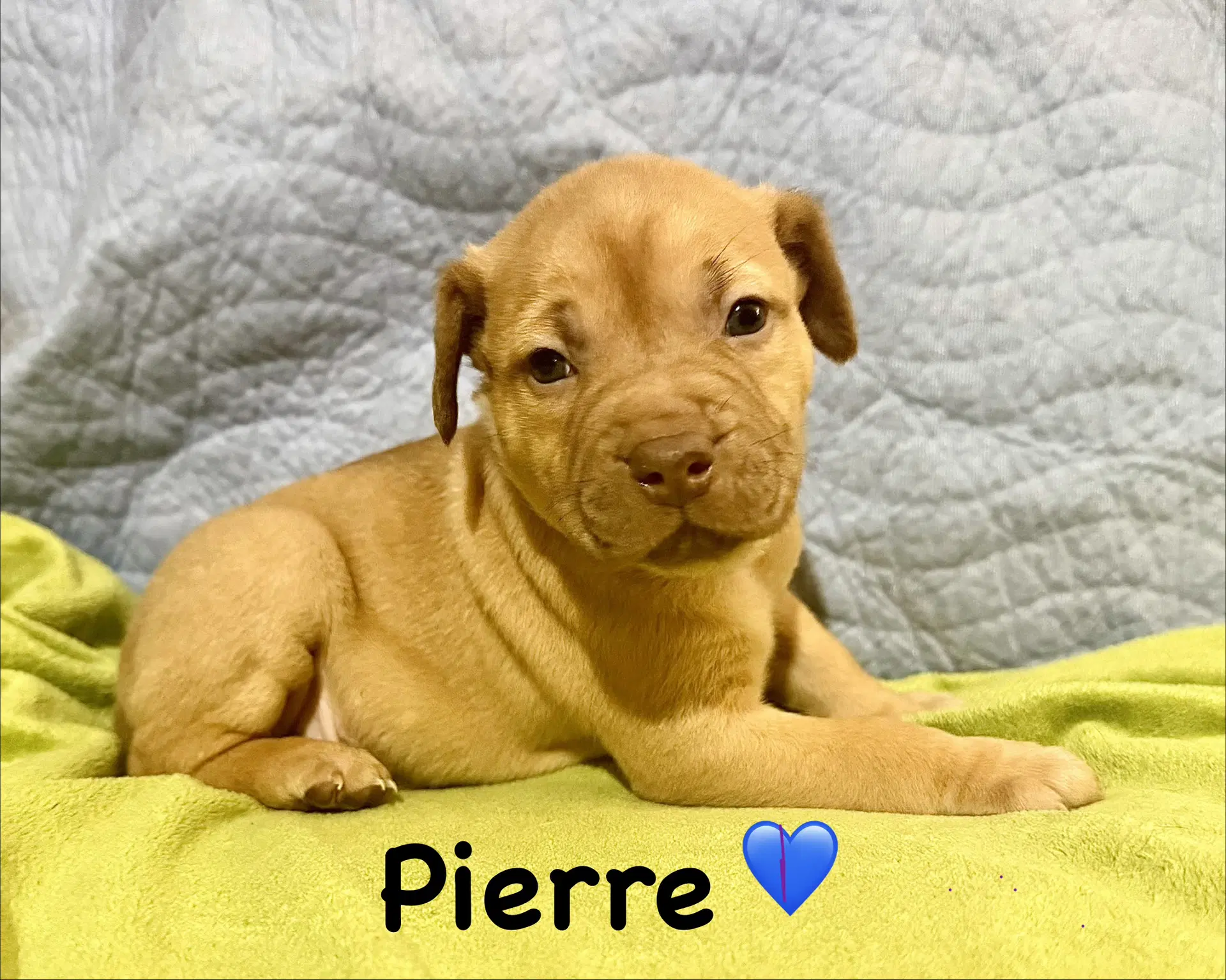 Pierre - Staffordshire Bull Terrier
