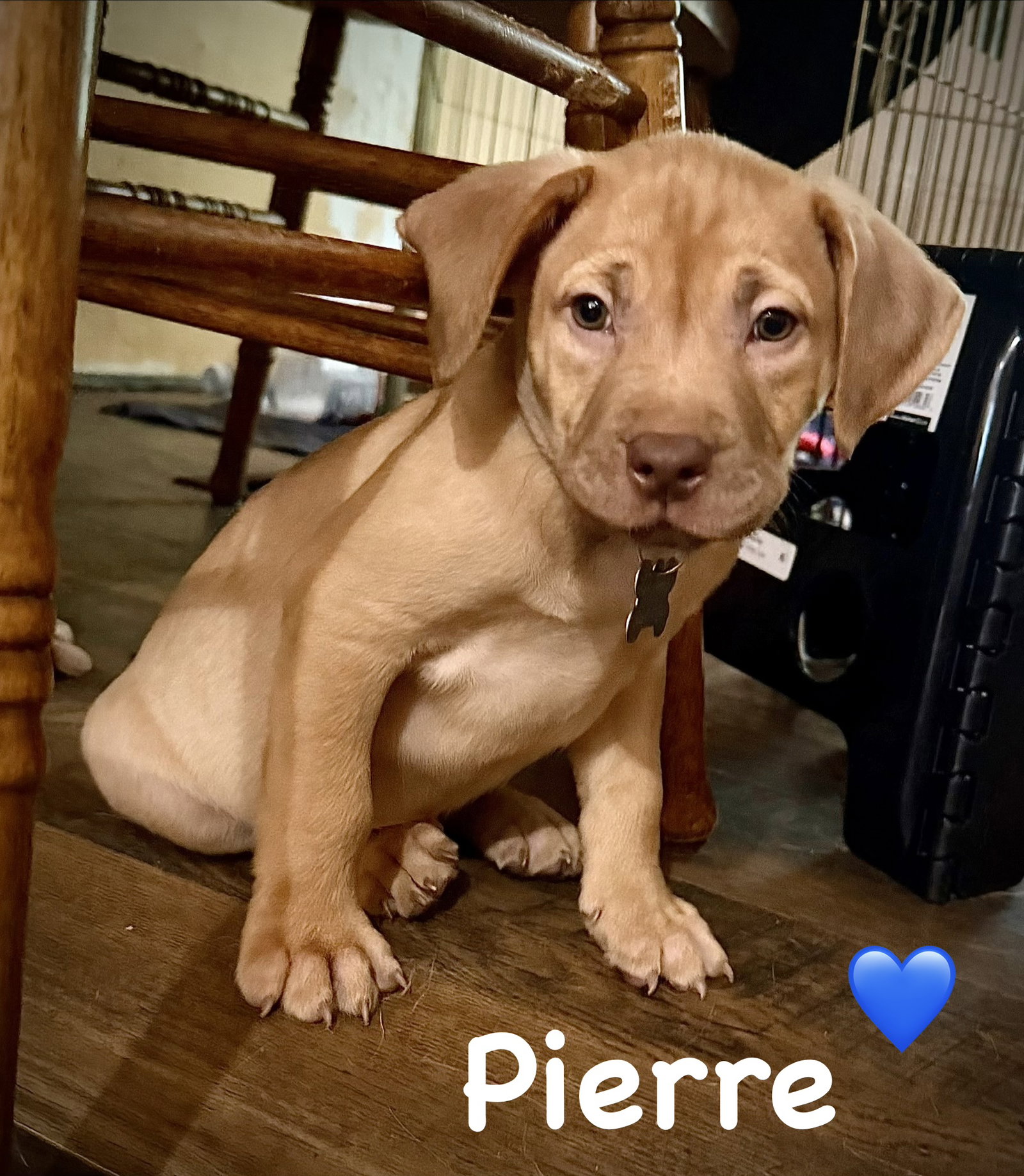 Pierre- Belles & Beau Litter, photo 2