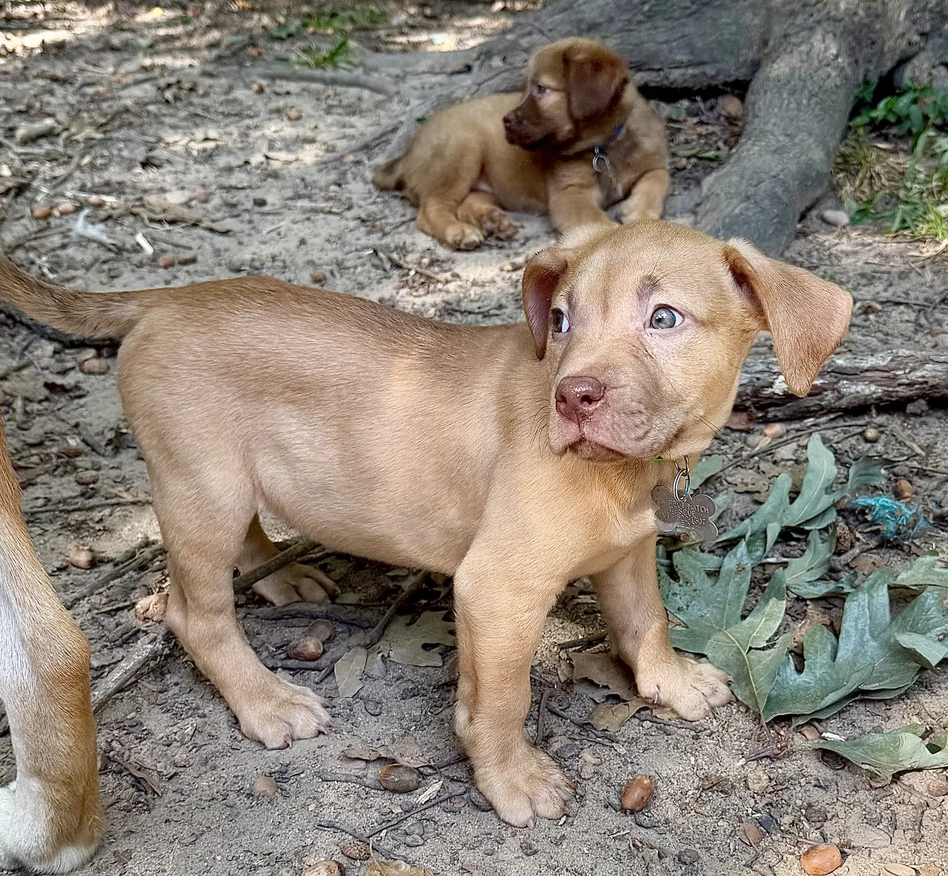 Pierre- Belles  Beau Litter image 3