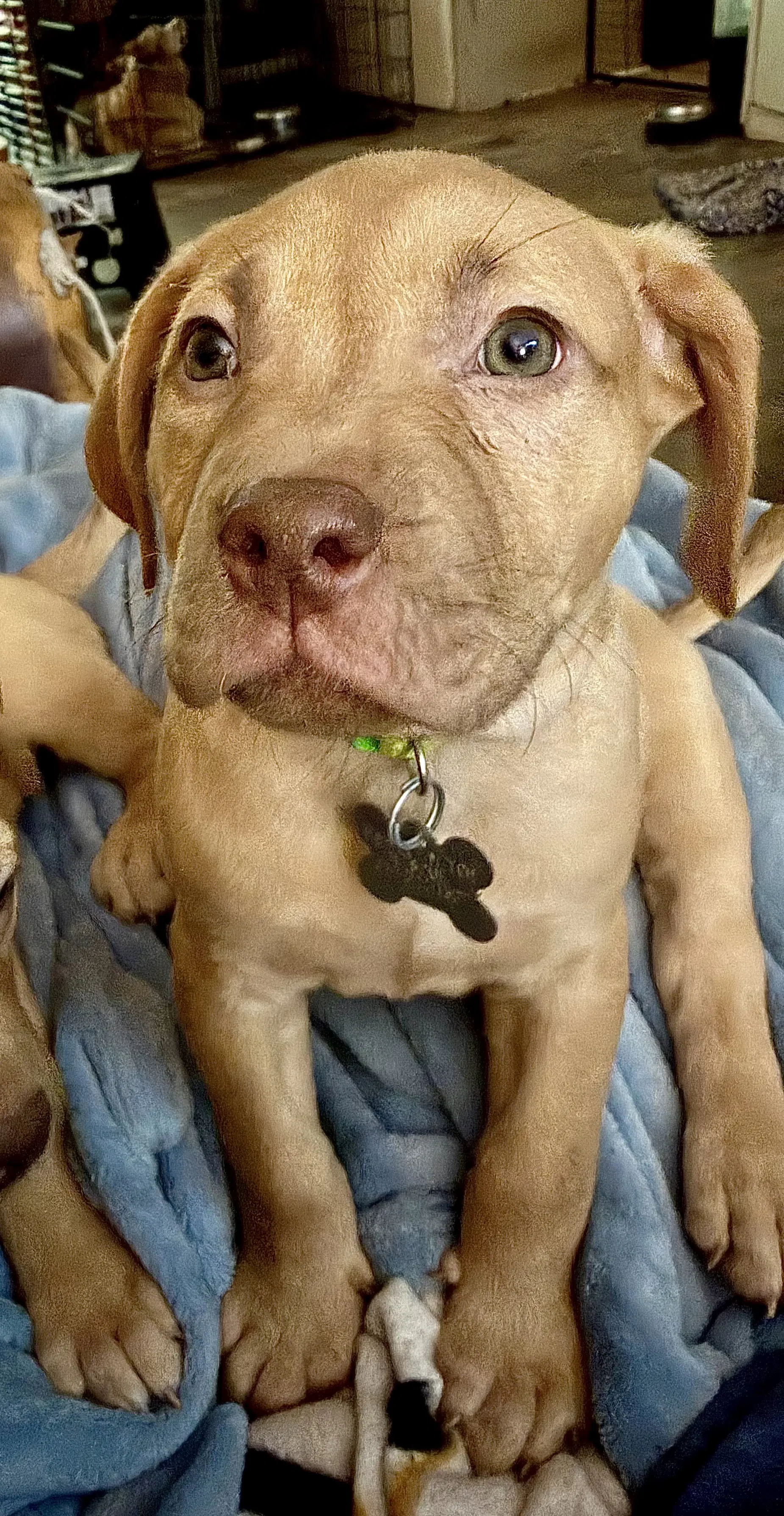 Pierre- Belles  Beau Litter image 4