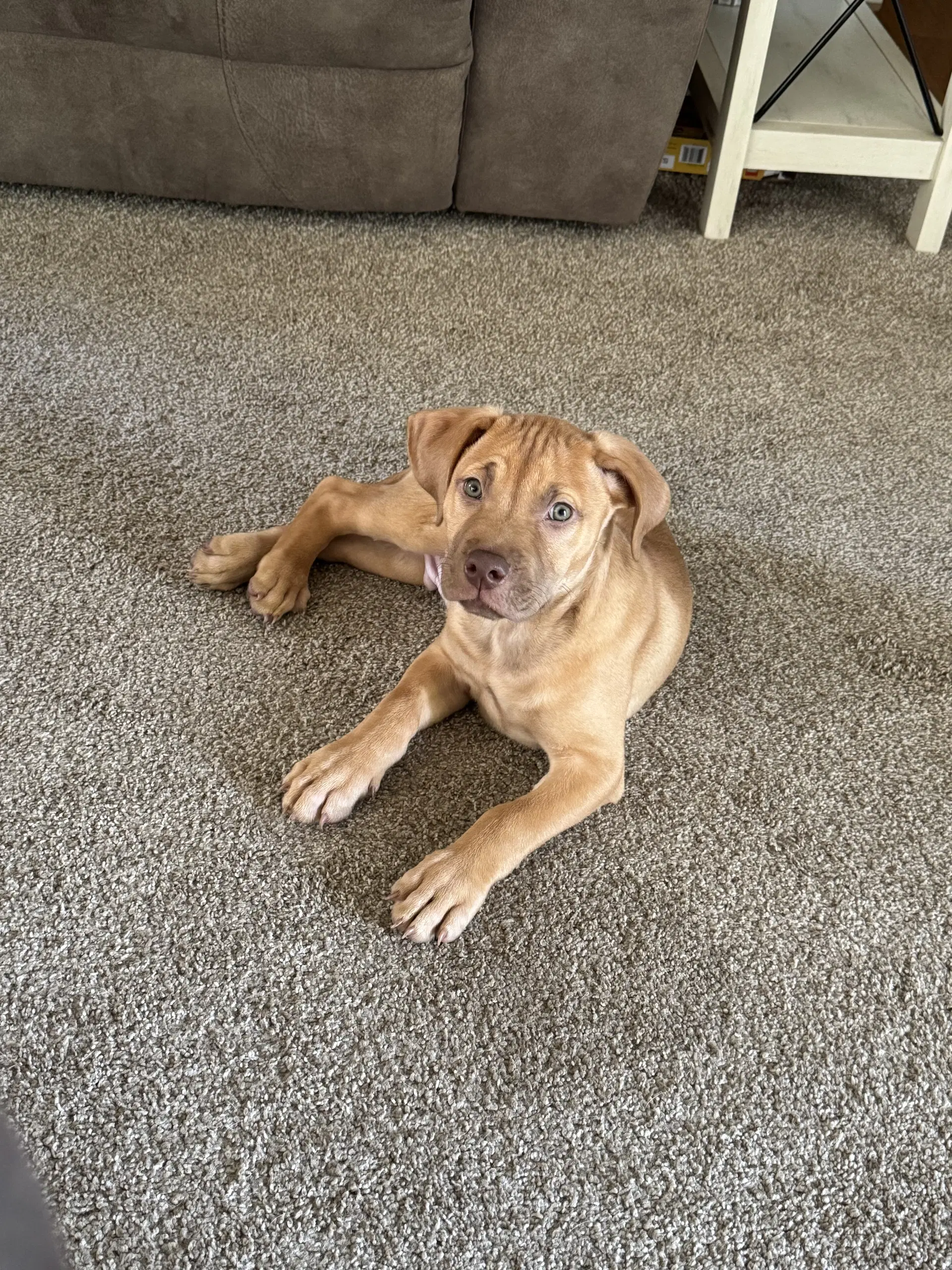 Pierre- Belles  Beau Litter - American Staffordshire Terrier