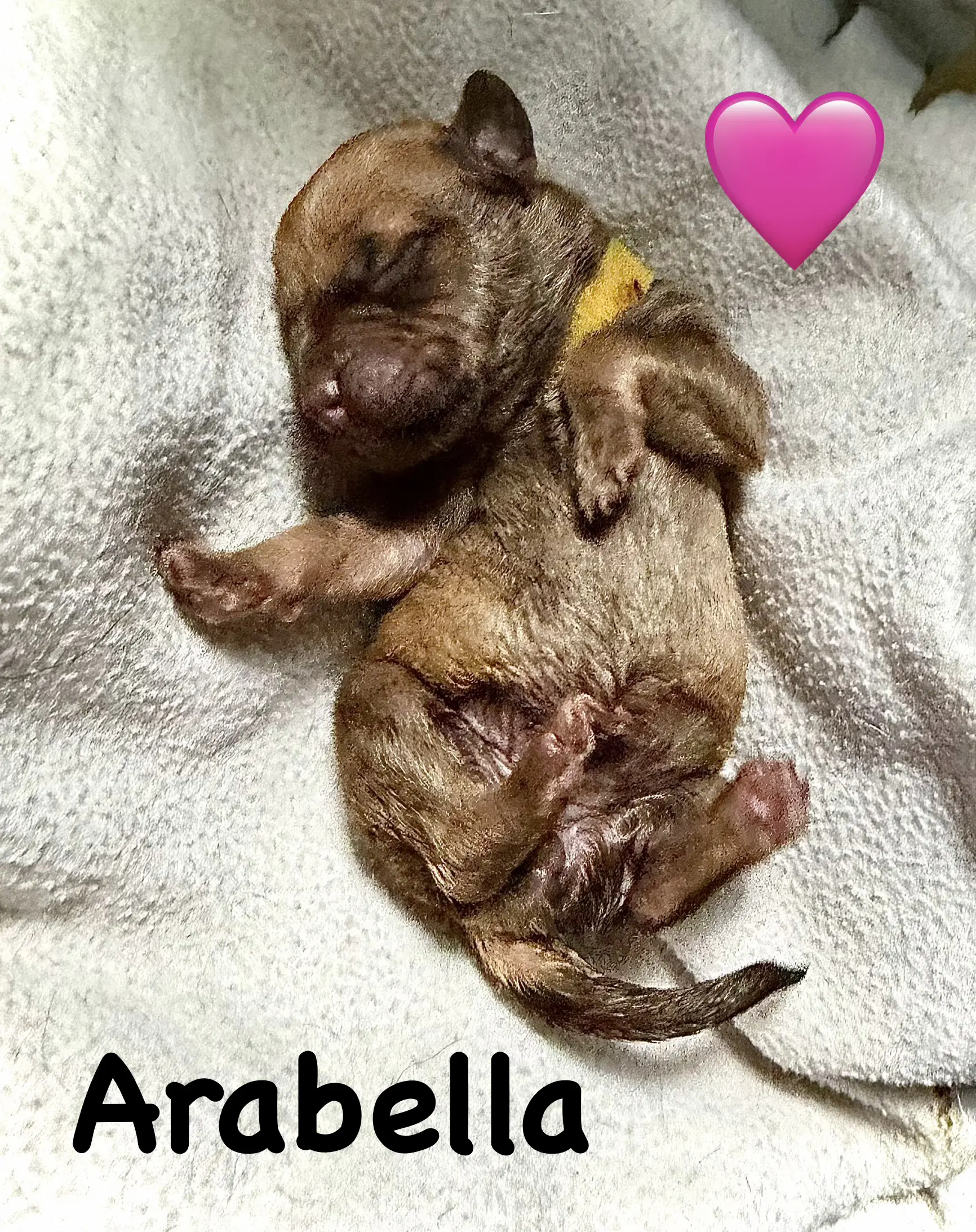 Arabella image 3