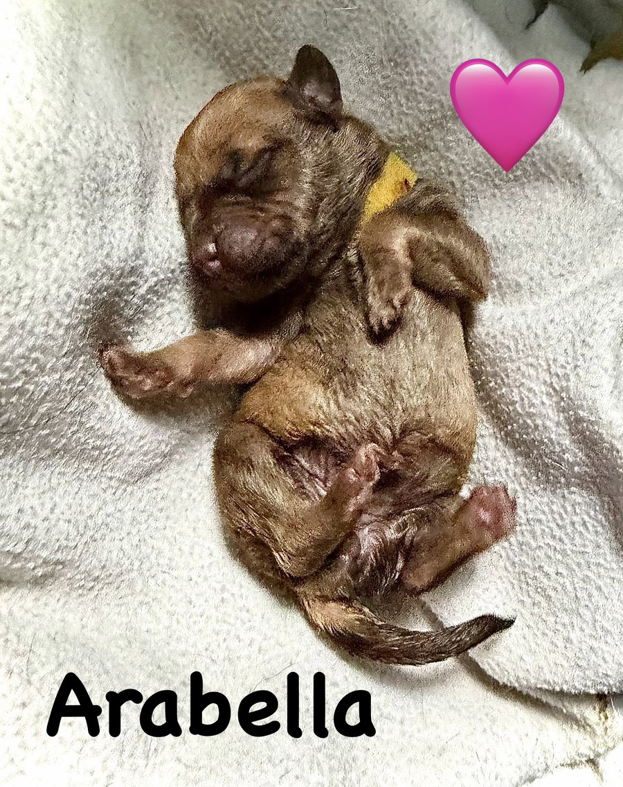 Arabella- Belles & Beau Litter