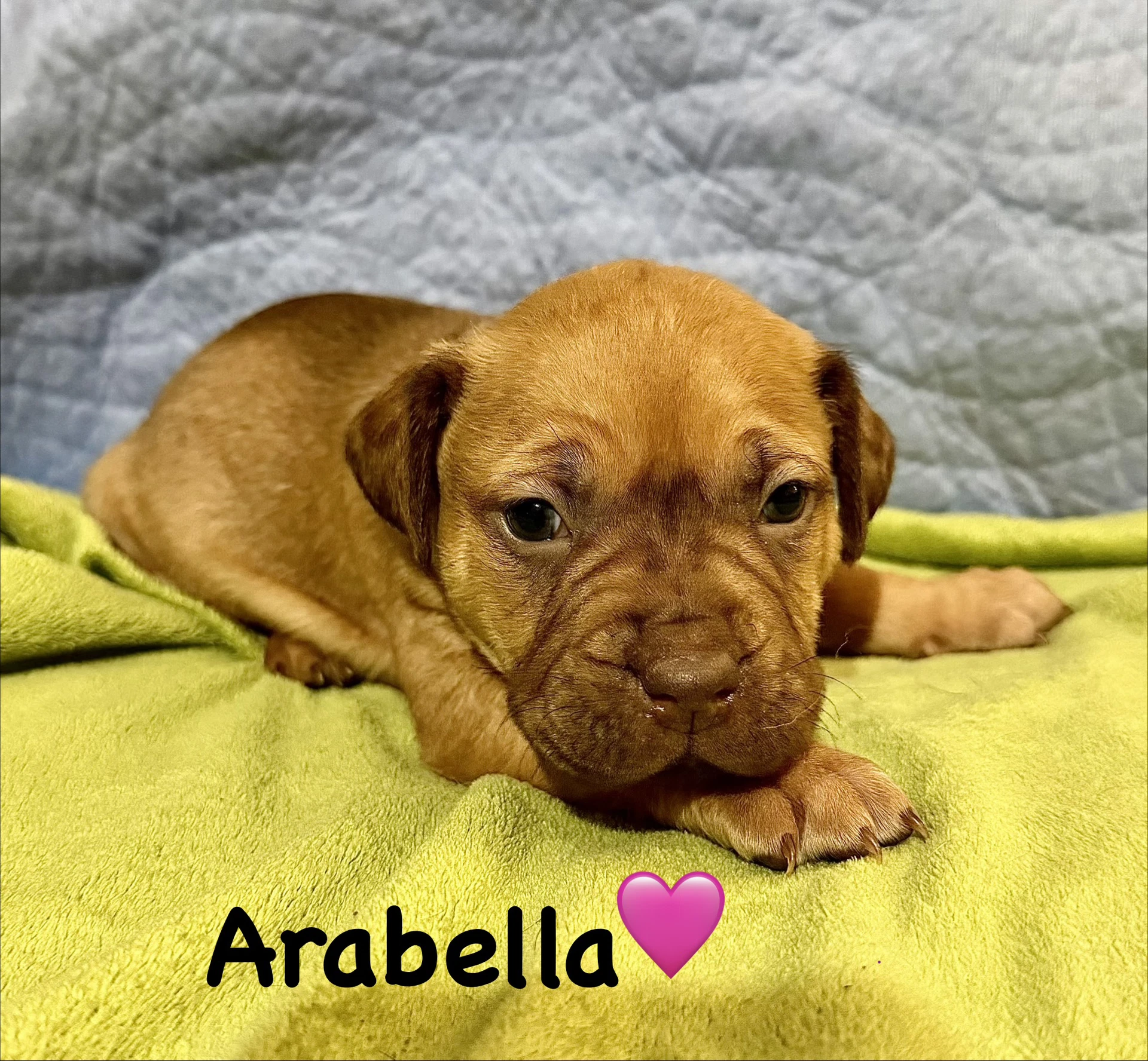 Arabella