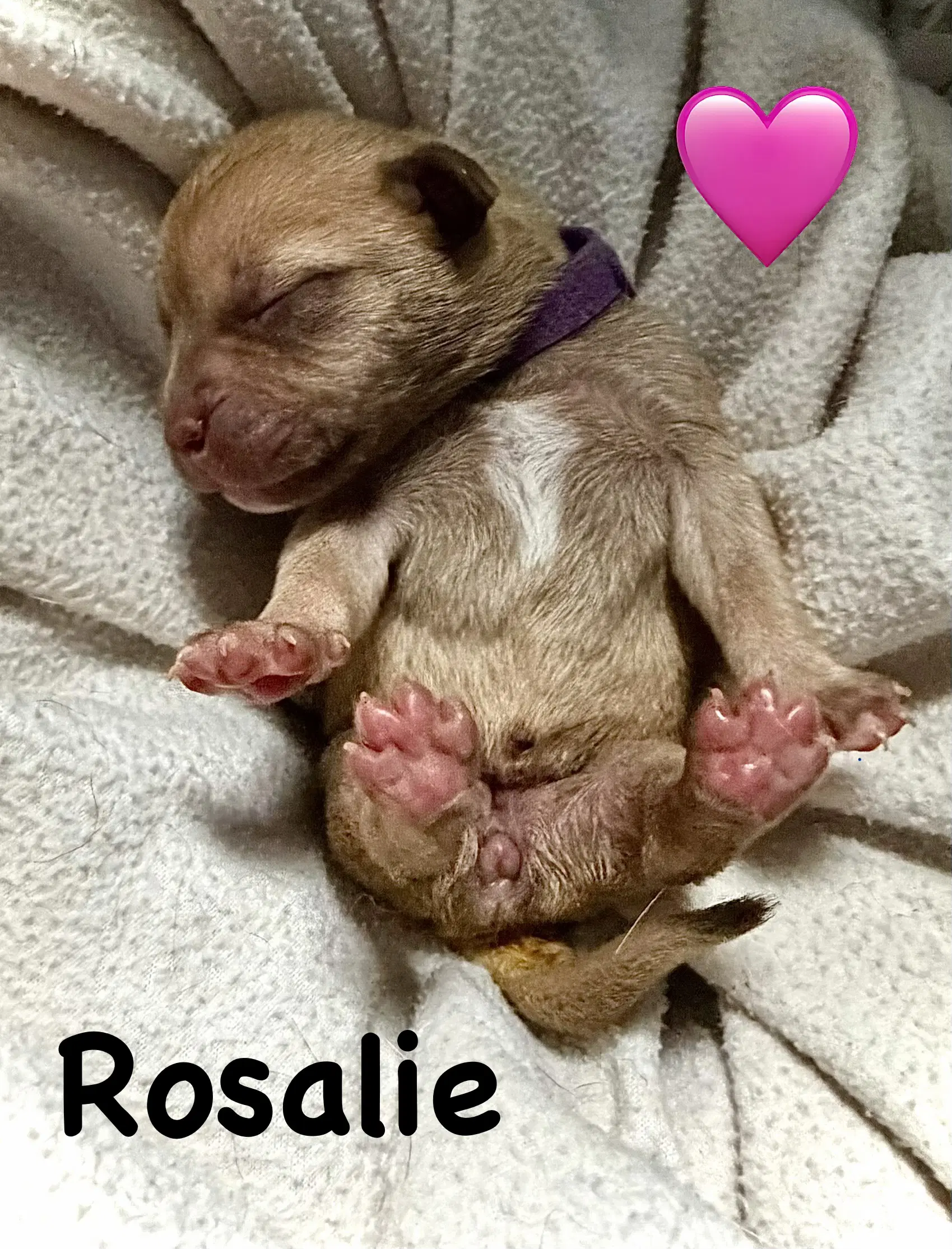 Rosalie image 3