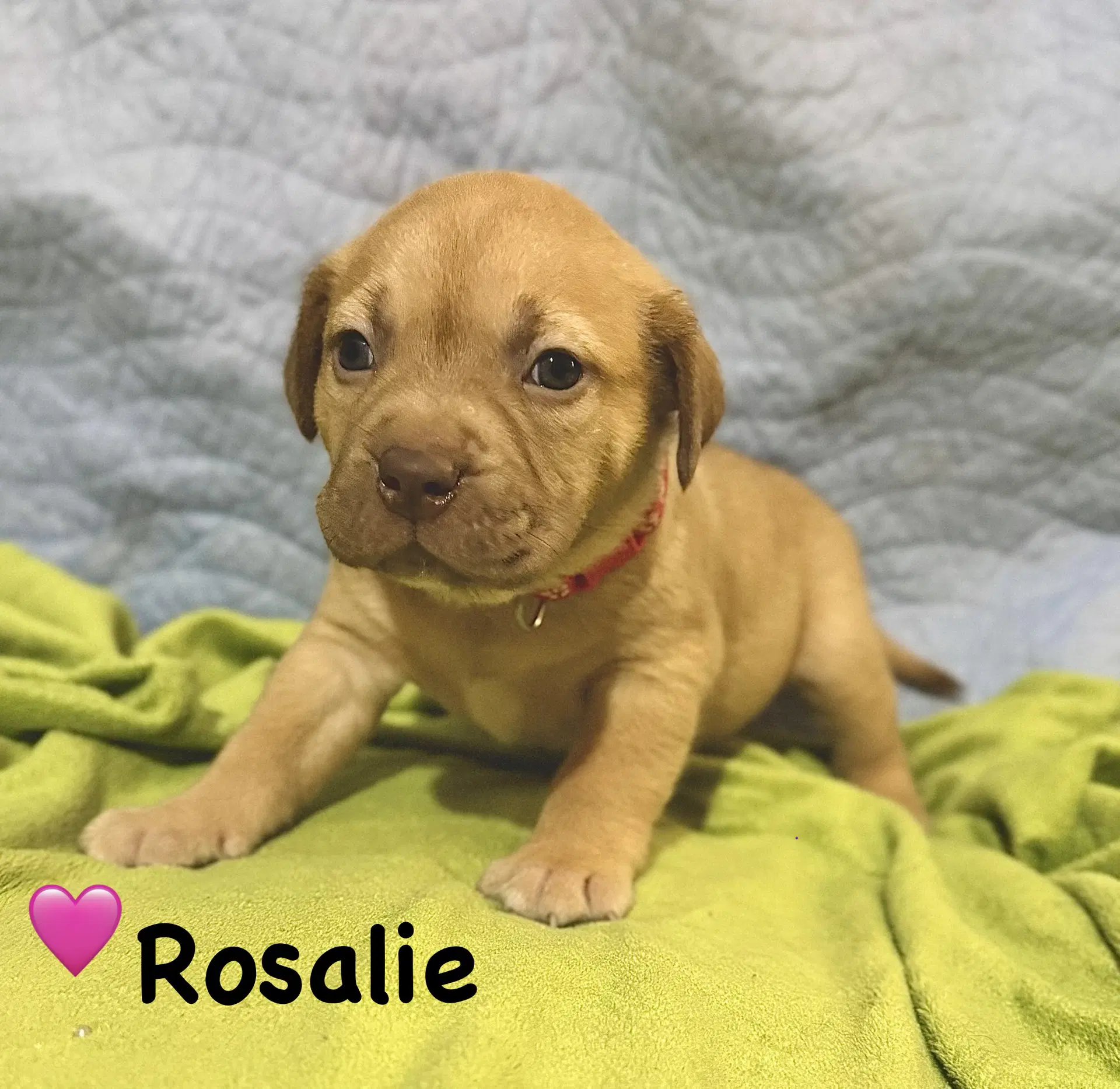 Rosalie - Labrador Retriever