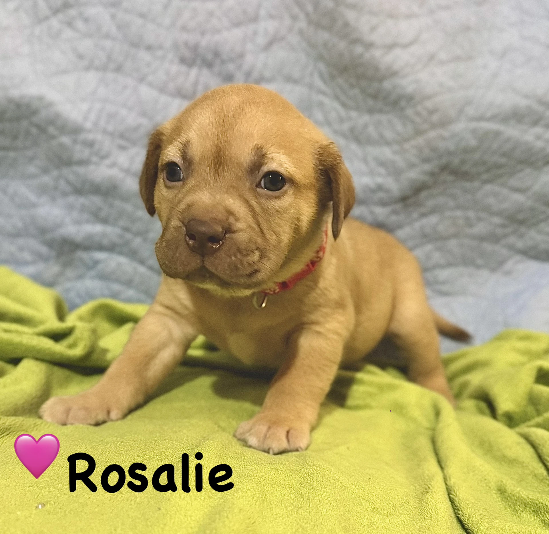 Rosalie