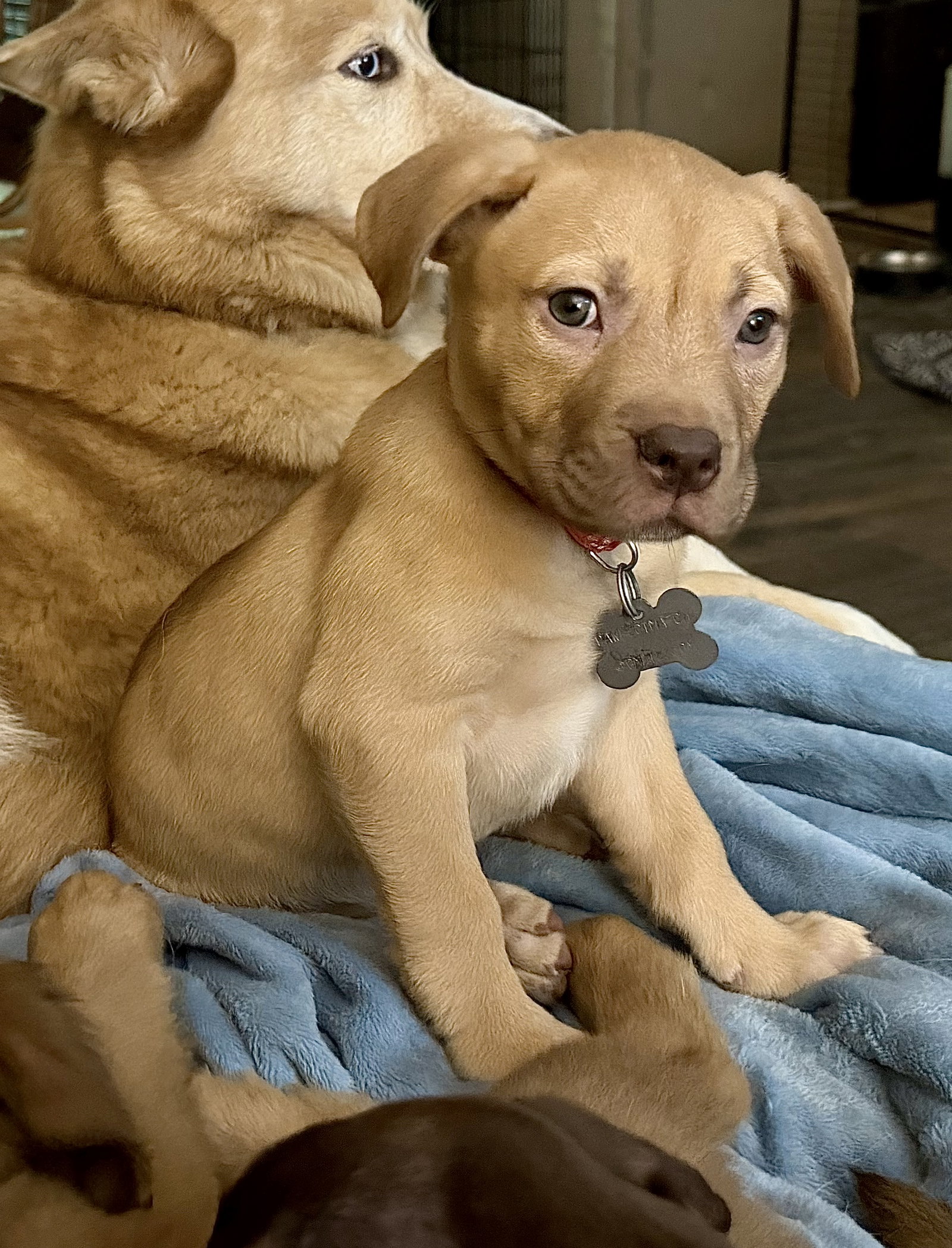 Rosalie- Belles & Beau Litter, photo 9