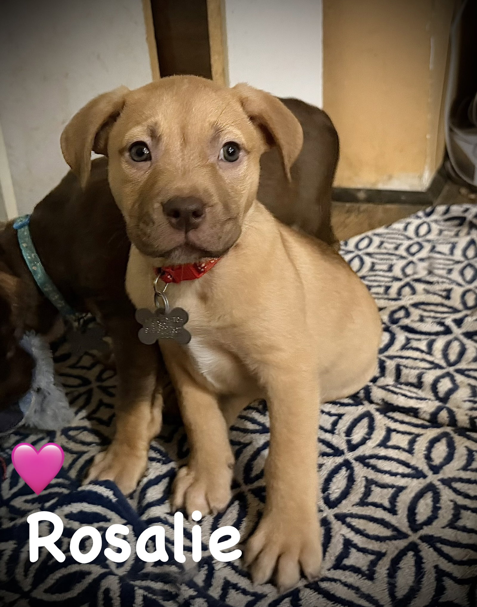 Rosalie- Belles & Beau Litter, photo 10