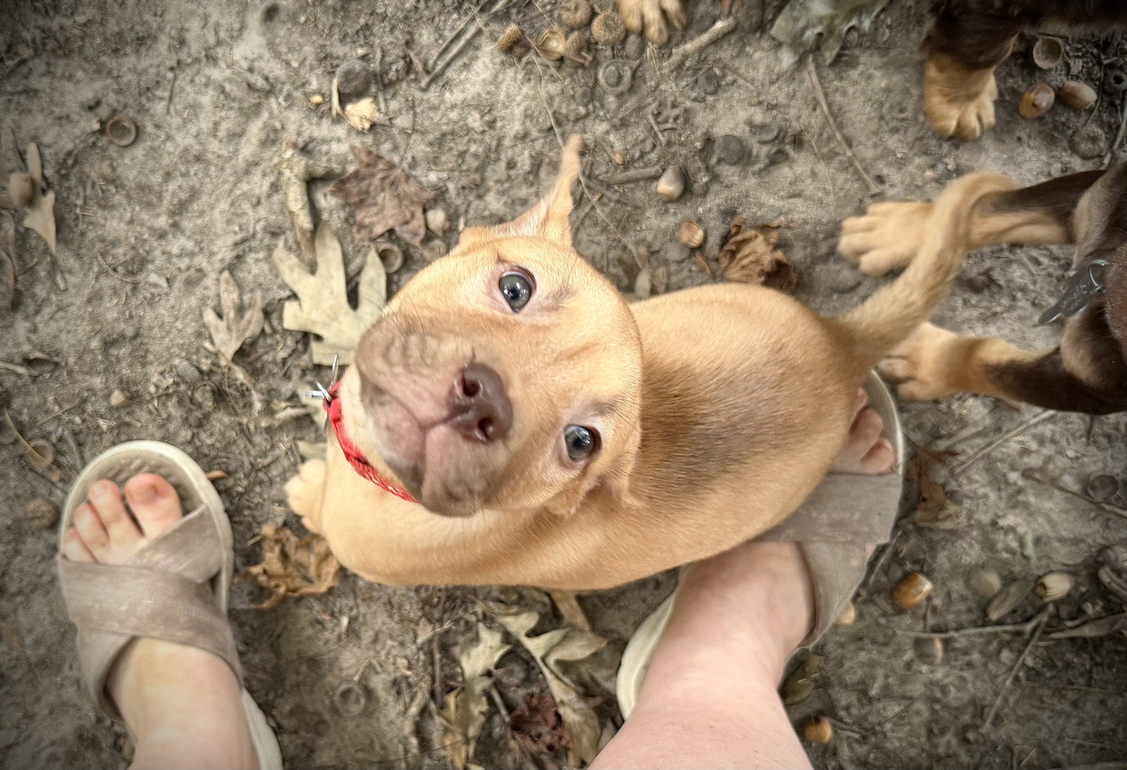 Rosalie- Belles & Beau Litter, photo 11