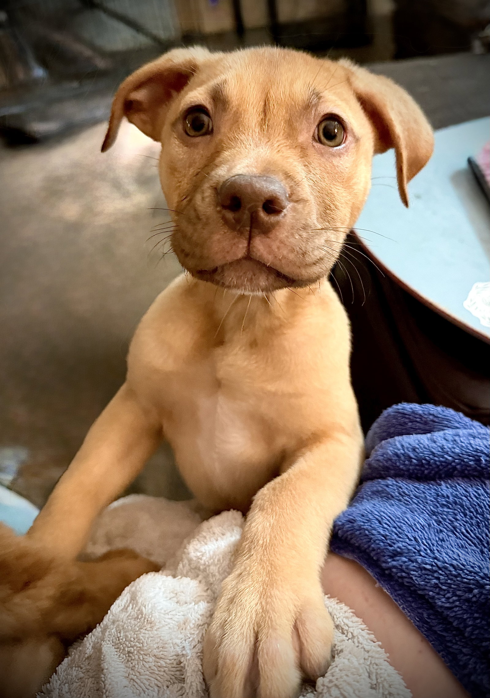 Rosalie- Belles & Beau Litter, photo 7