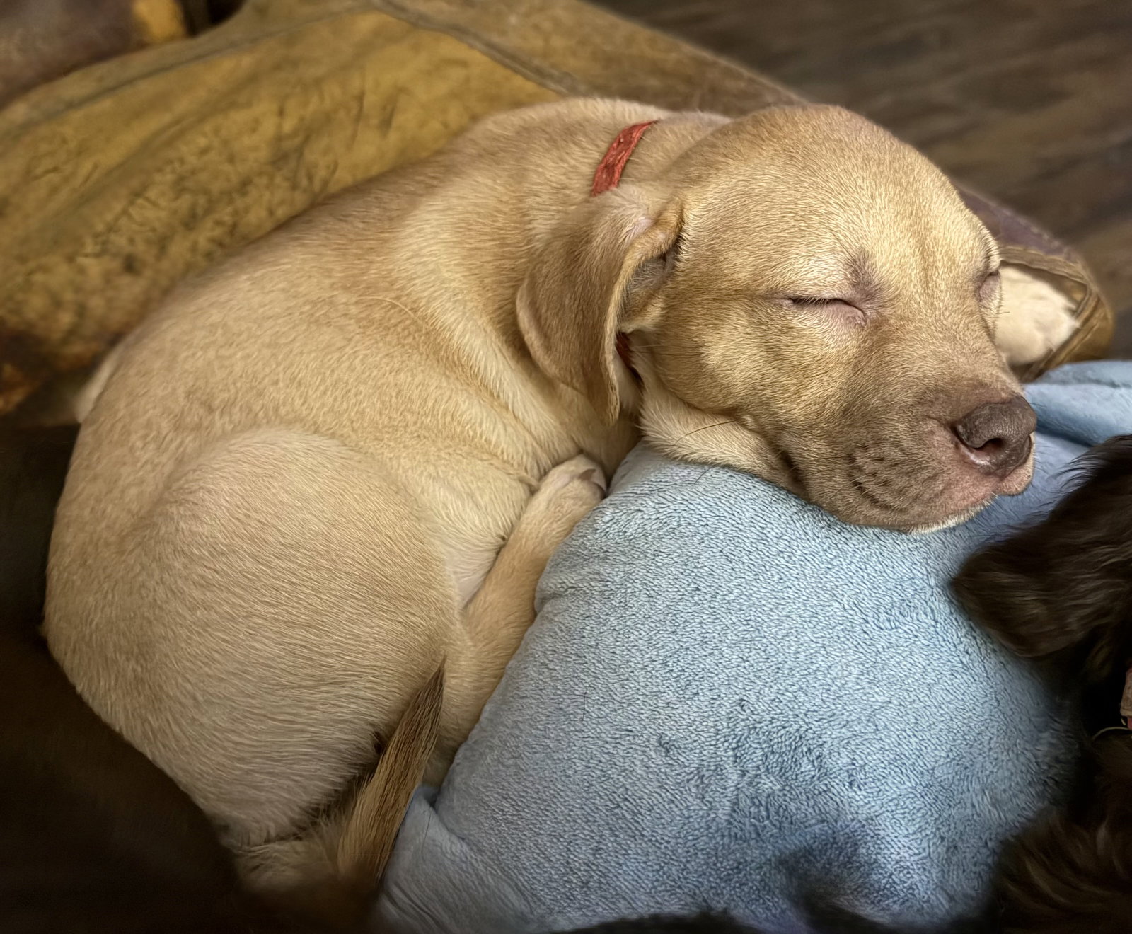 Rosalie- Belles & Beau Litter, photo 8