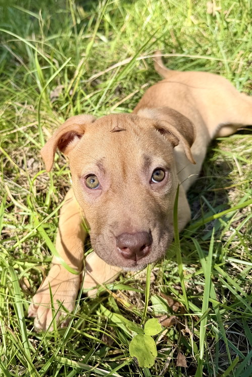Photo of Rosalie- Belles & Beau Litter