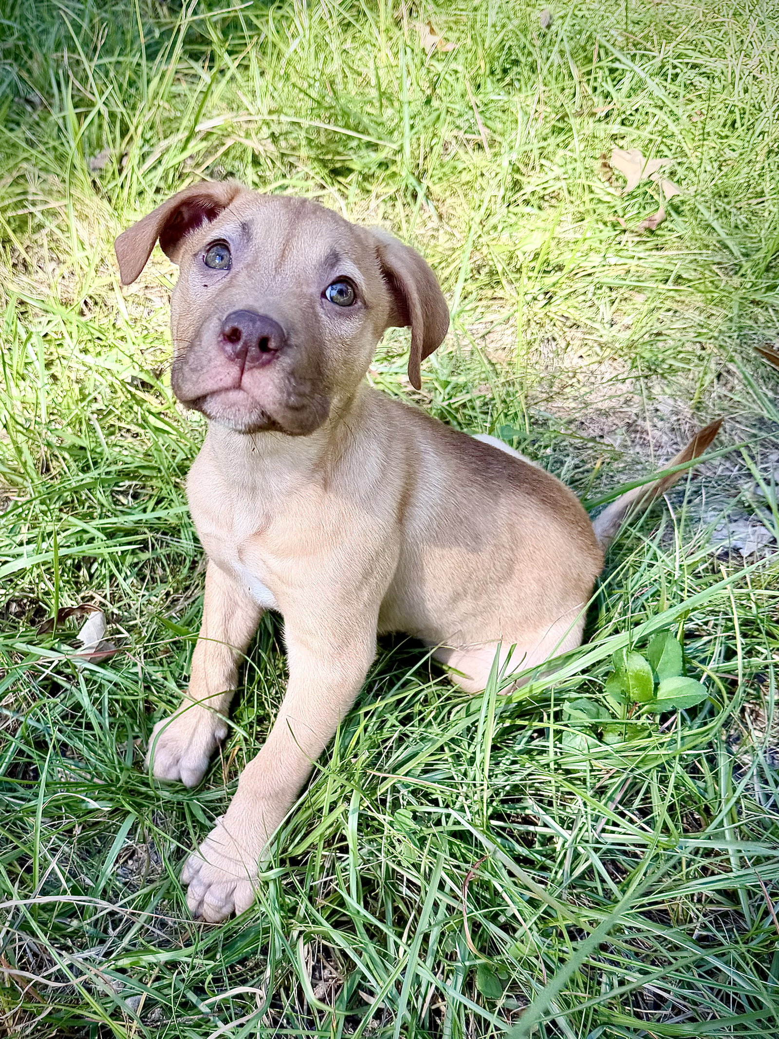 Rosalie- Belles & Beau Litter, photo 5