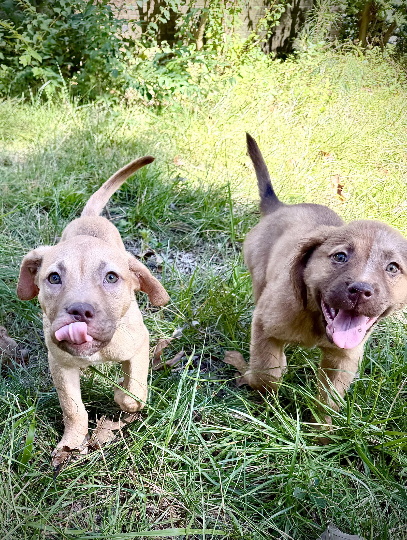 Rosalie- Belles & Beau Litter, photo 6