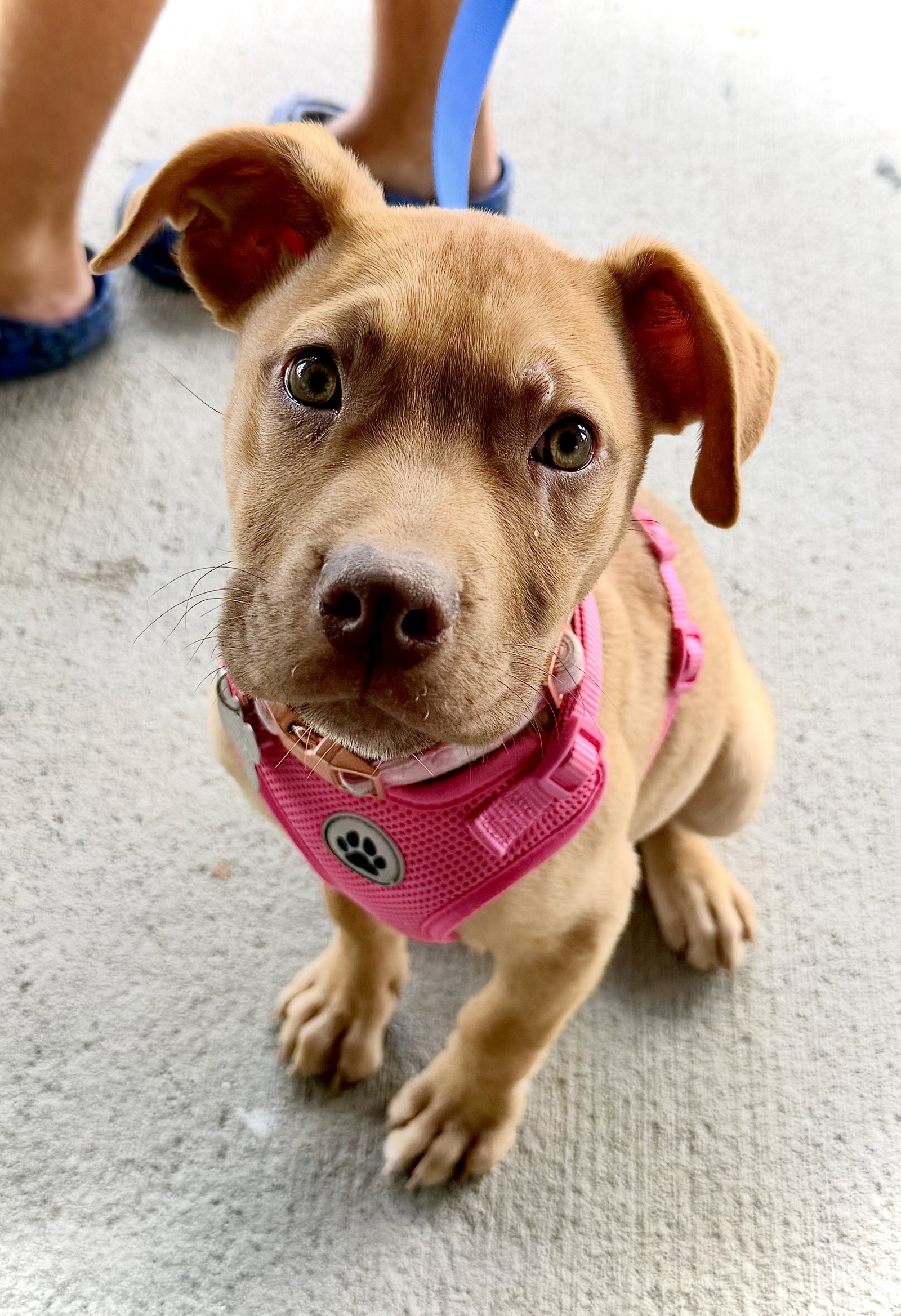 Rosalie- Belles & Beau Litter