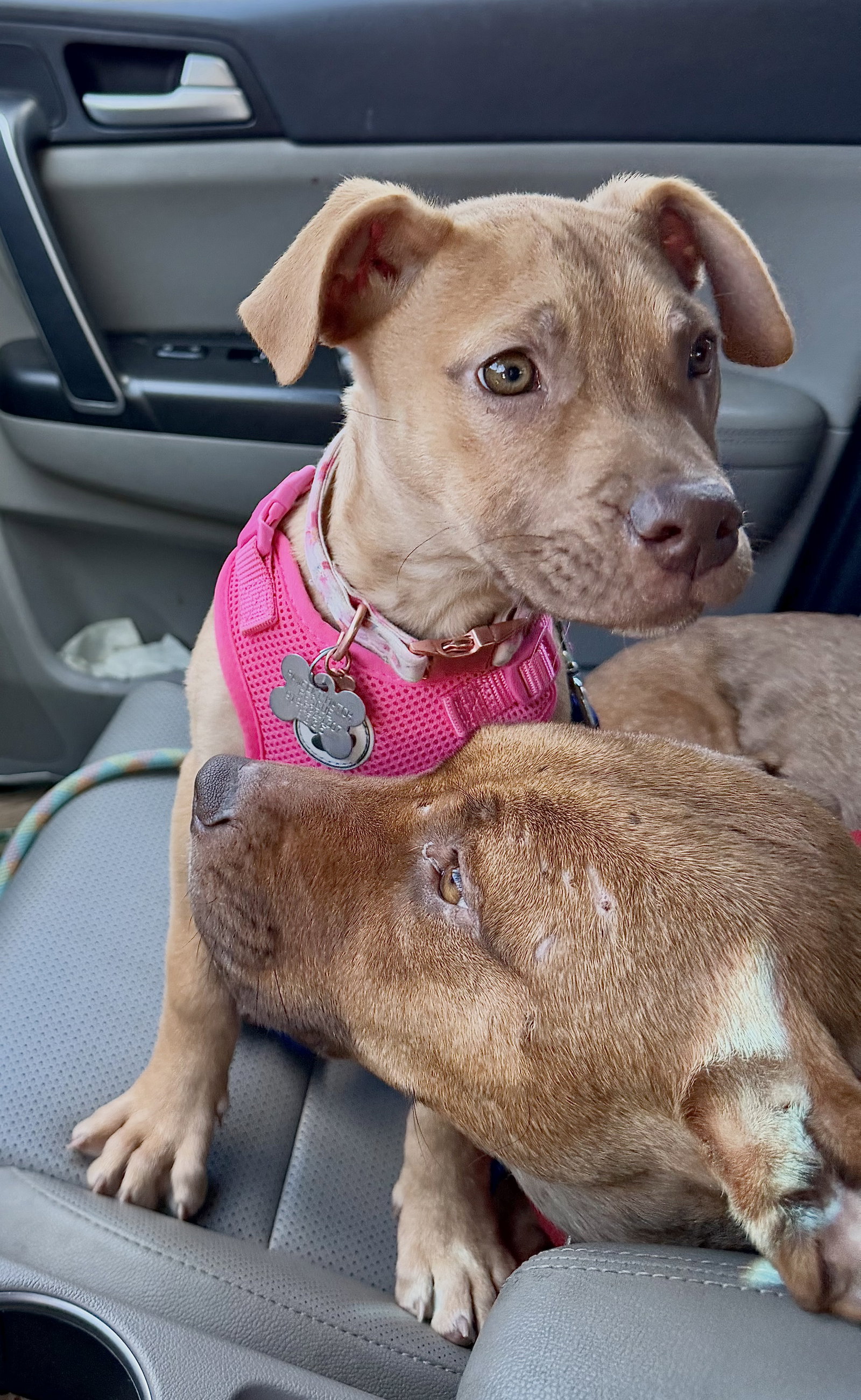 Rosalie- Belles & Beau Litter, photo 2