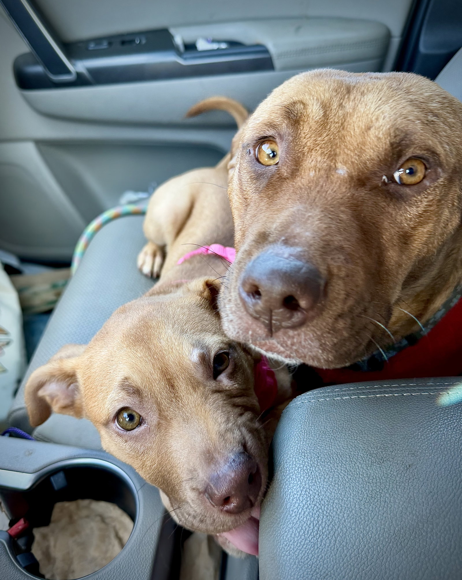 Rosalie- Belles & Beau Litter, photo 4