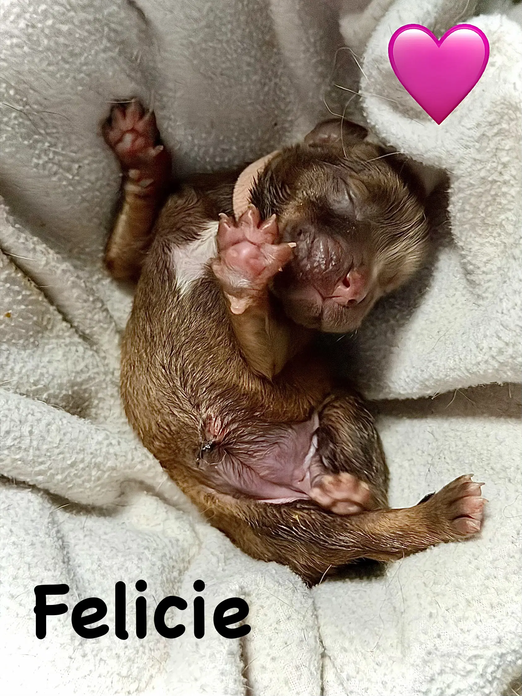Felicie image 4