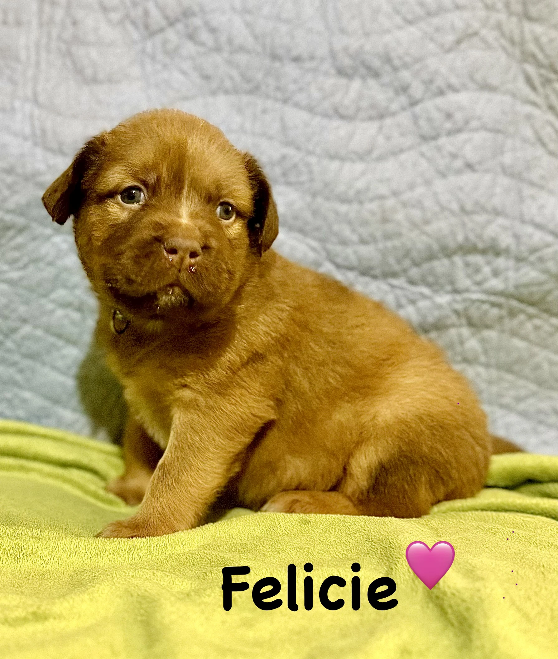 Felicie
