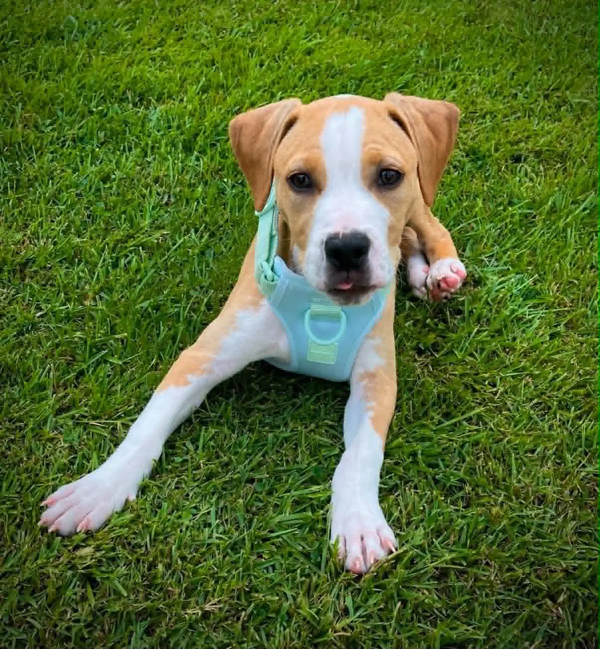 Tater Tot Gravy's Litter - Staffordshire Bull Terrier