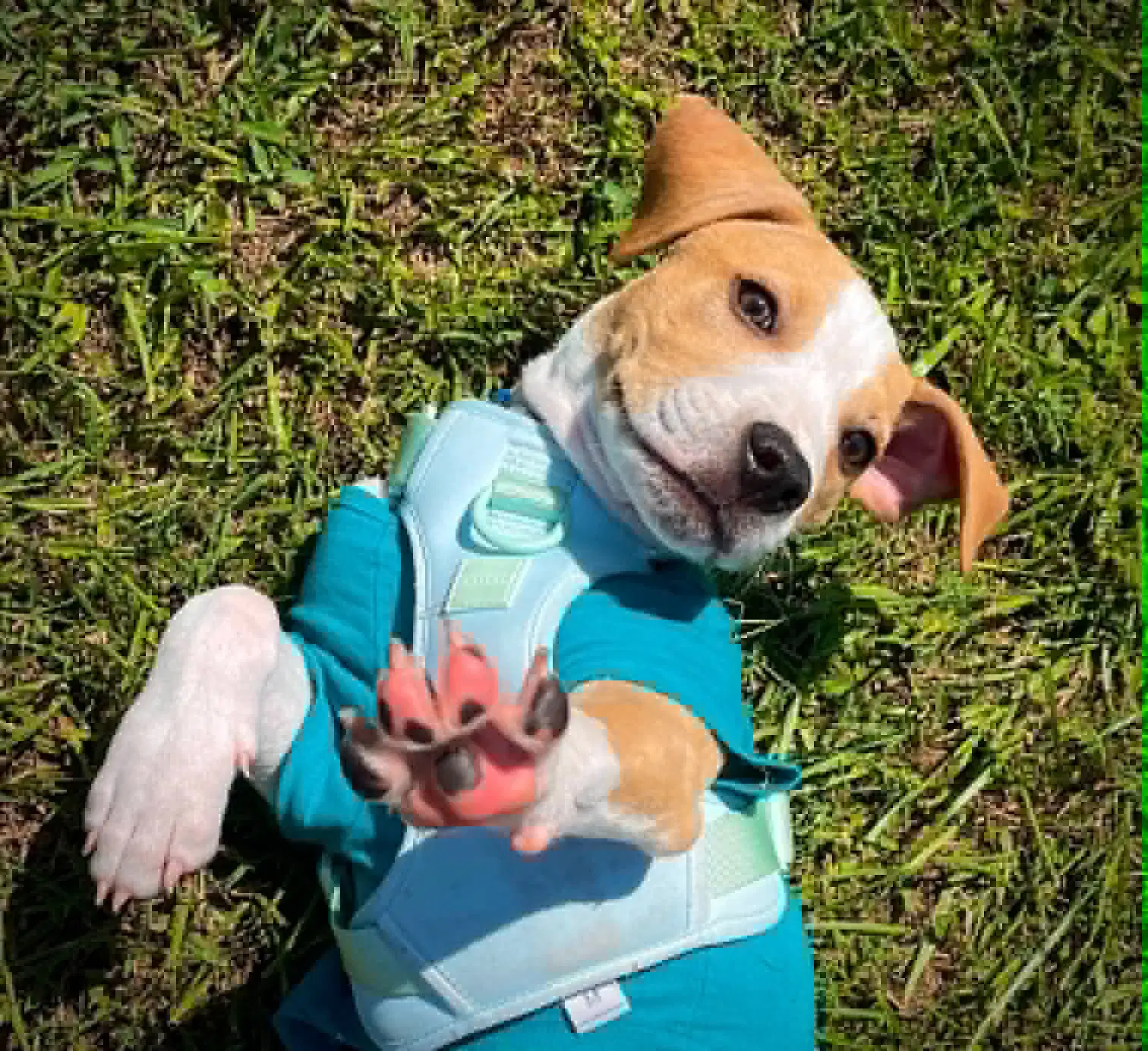 Tater Tot Gravy's Litter image 3
