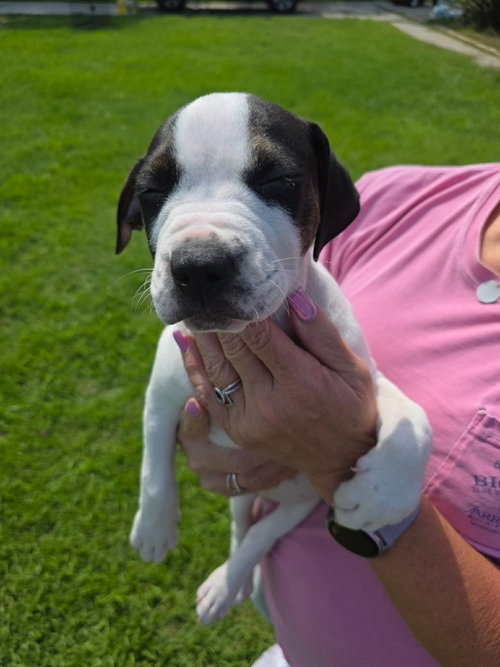 Photo 5 of Diesel (Gravy's Litter)