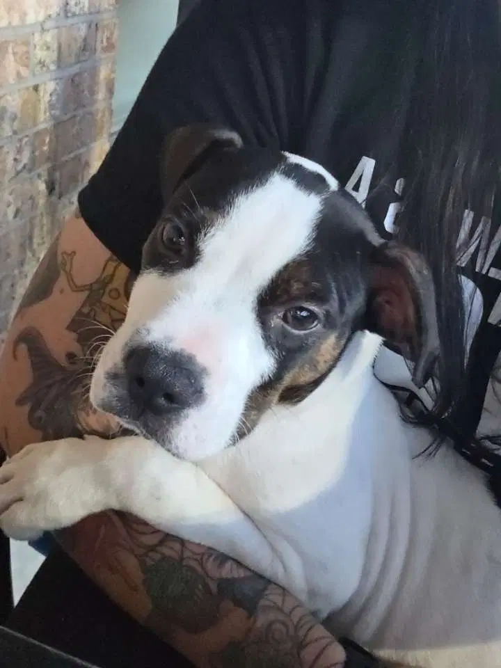 Diesel Gravy's Litter image 2