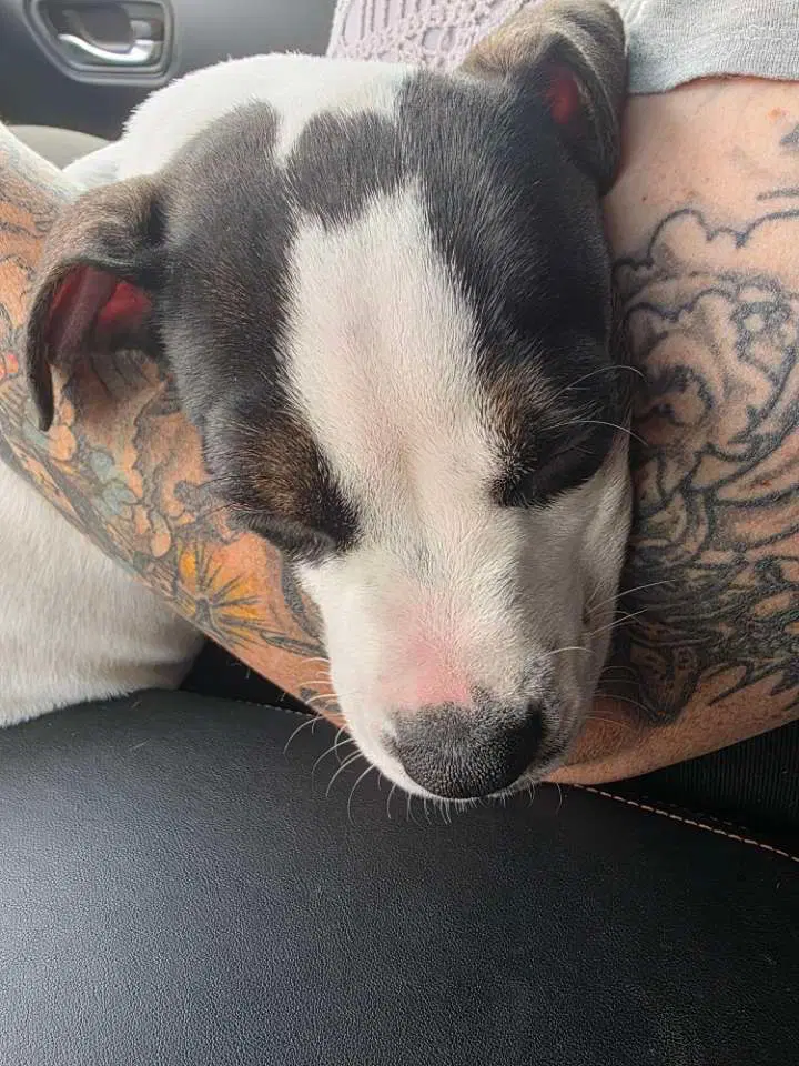 Diesel Gravy's Litter image 3