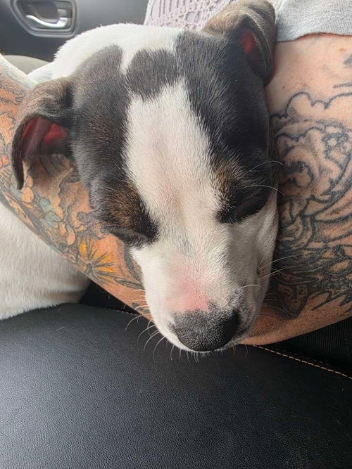 Photo 3 of Diesel (Gravy's Litter)