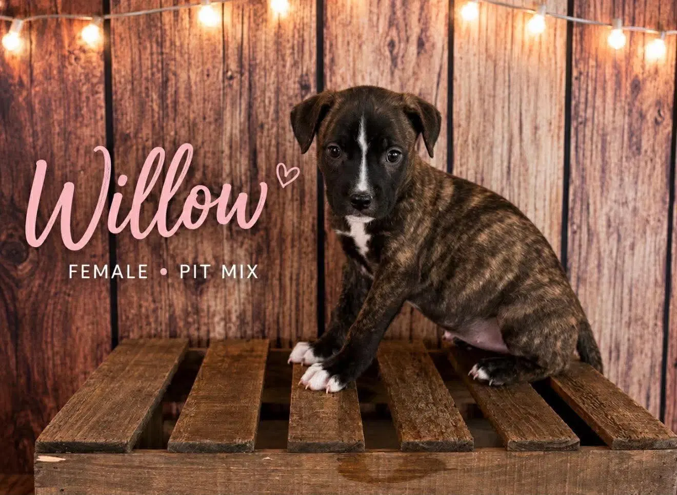 Willow Gatsbys Litter - American Staffordshire Terrier